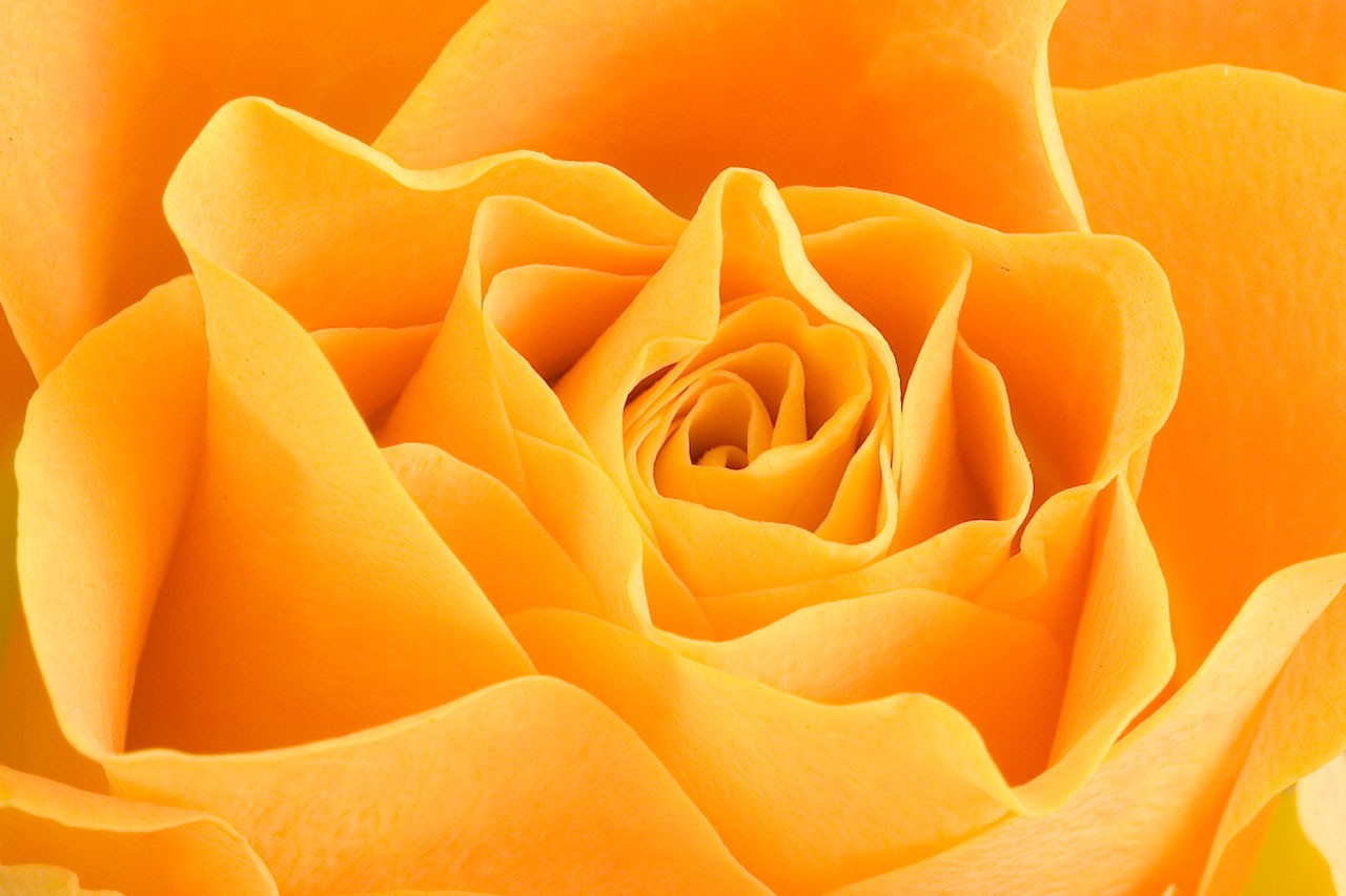 Hình nền hoa hồng vàng vector đẹp