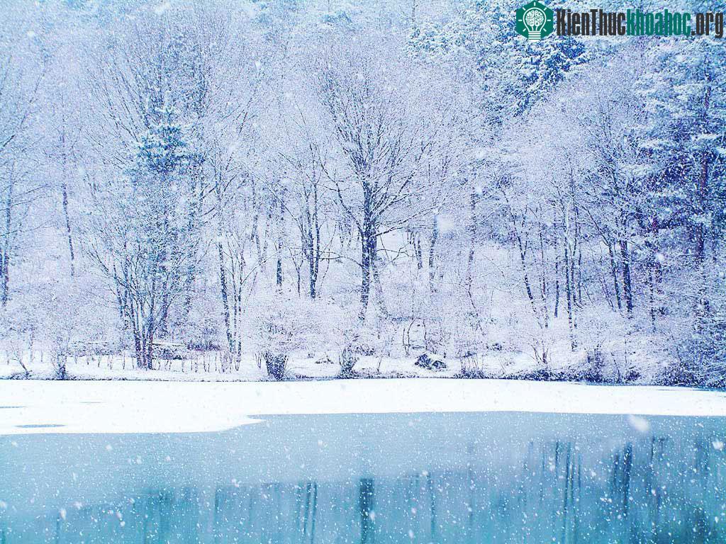 1000 Hình nền ảnh động tuyết rơi đẹp nhất Kỹ Sỹ Rồng