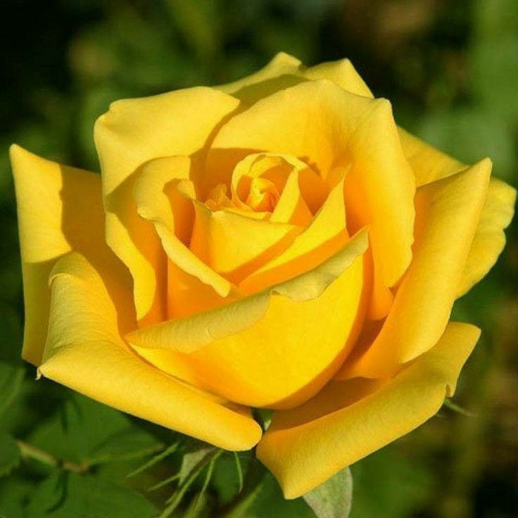 học cách sống chậm Ảnh hoa hồng vàng đẹp làm hình nền
