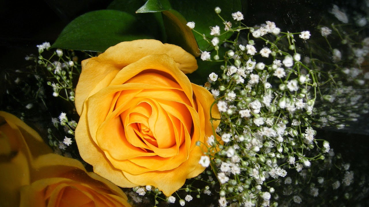 90 hình ảnh hoa hồng vàng đẹp và ý nghĩa của nó Hà Nội Spirit Of Place
