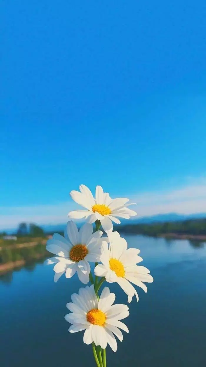 Hình nền điện thoại đẹp về hoa