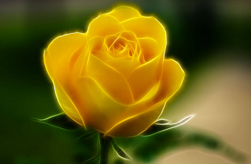 Hoa hồng vàng Nhiếp ảnh về cái đẹp Hoa Hình nền hoa