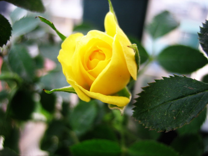 Hình nền hoa hồng vàng cực đẹp Ảnh hoa đẹp màu vàng